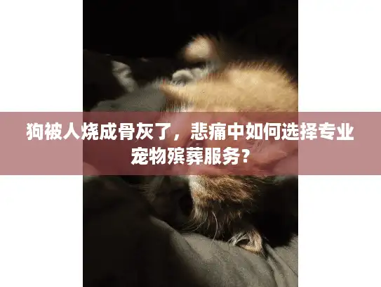 狗被人烧成骨灰了，悲痛中如何选择专业宠物殡葬服务？