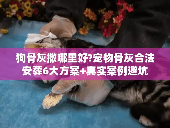 狗骨灰撒哪里好?宠物骨灰合法安葬6大方案+真实案例避坑