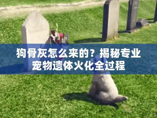 狗骨灰怎么来的？揭秘专业宠物遗体火化全过程