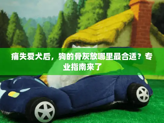 痛失爱犬后，狗的骨灰放哪里最合适？专业指南来了