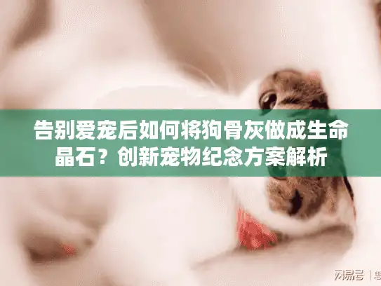 告别爱宠后如何将狗骨灰做成生命晶石？创新宠物纪念方案解析