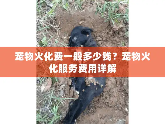 宠物火化费一般多少钱？宠物火化服务费用详解