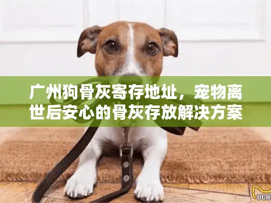 广州狗骨灰寄存地址，宠物离世后安心的骨灰存放解决方案