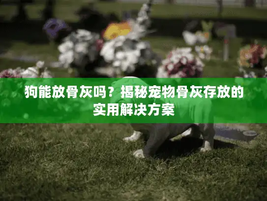 狗能放骨灰吗？揭秘宠物骨灰存放的实用解决方案