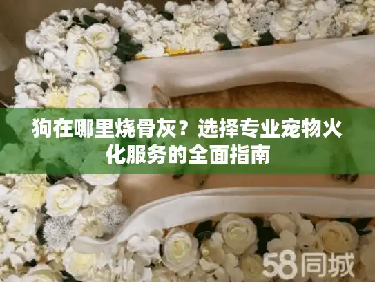 狗在哪里烧骨灰？选择专业宠物火化服务的全面指南