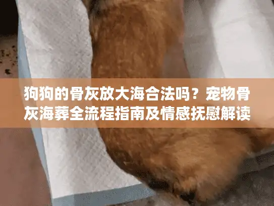 狗狗的骨灰放大海合法吗？宠物骨灰海葬全流程指南及情感抚慰解读