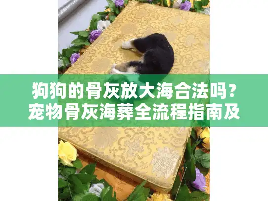 狗狗的骨灰放大海合法吗？宠物骨灰海葬全流程指南及情感抚慰解读