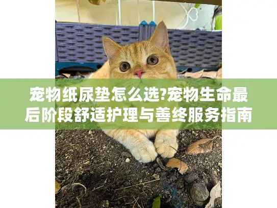 宠物纸尿垫怎么选?宠物生命最后阶段舒适护理与善终服务指南