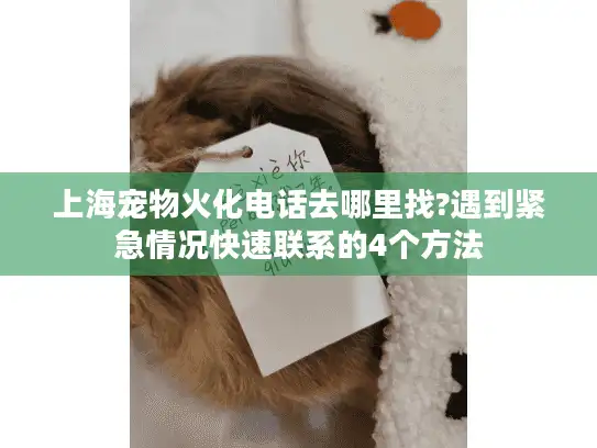 上海宠物火化电话去哪里找?遇到紧急情况快速联系的4个方法