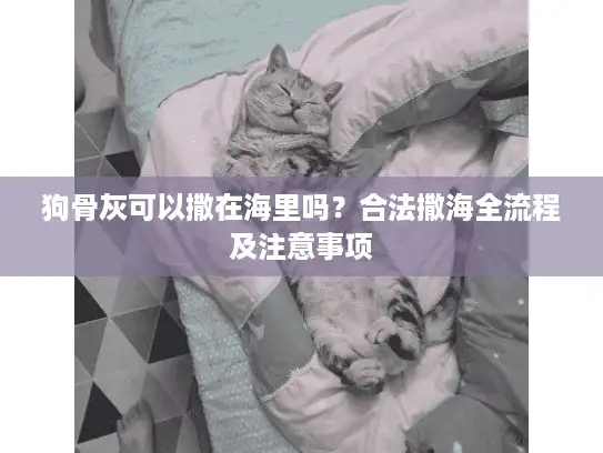 狗骨灰可以撒在海里吗？合法撒海全流程及注意事项