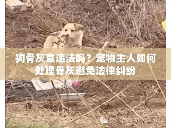 狗骨灰盒违法吗？宠物主人如何处理骨灰避免法律纠纷
