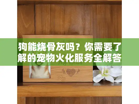 狗能烧骨灰吗？你需要了解的宠物火化服务全解答