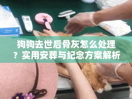 狗狗去世后骨灰怎么处理？实用安葬与纪念方案解析