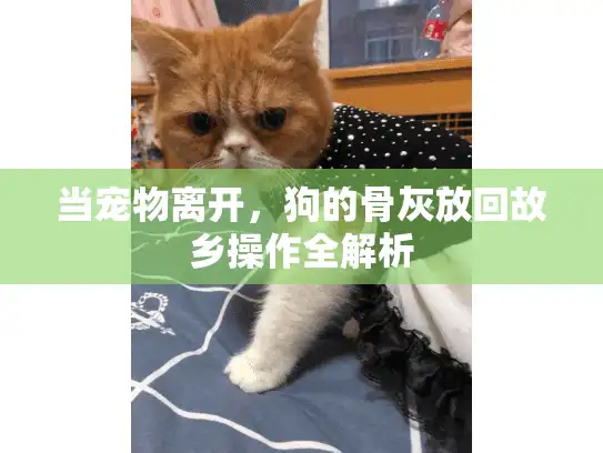 当宠物离开，狗的骨灰放回故乡操作全解析
