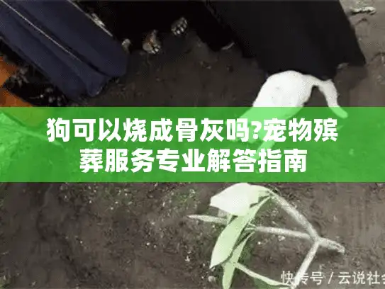 狗可以烧成骨灰吗?宠物殡葬服务专业解答指南