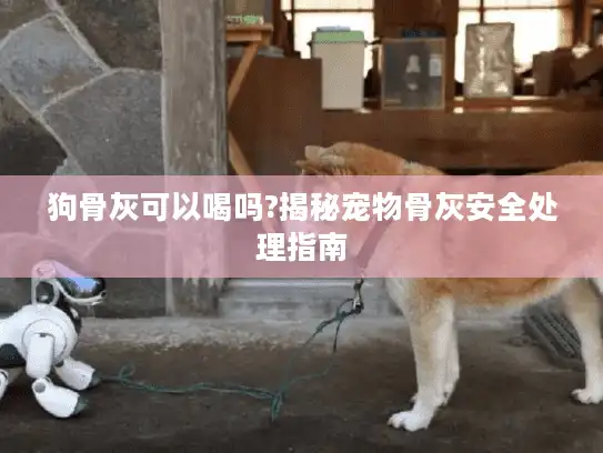 狗骨灰可以喝吗?揭秘宠物骨灰安全处理指南