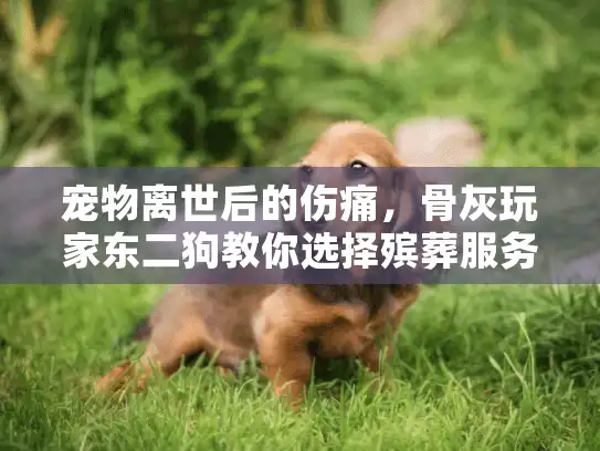 宠物离世后的伤痛，骨灰玩家东二狗教你选择殡葬服务