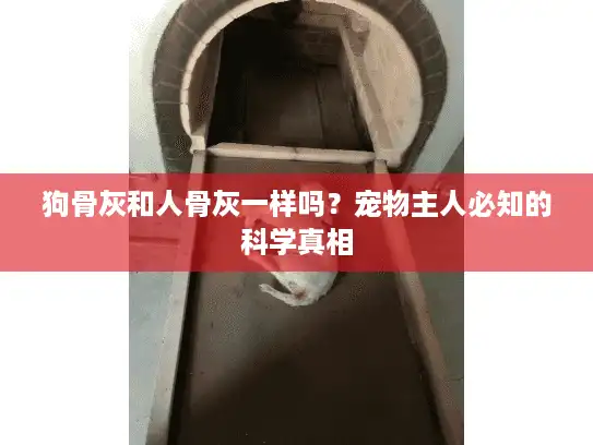 狗骨灰和人骨灰一样吗？宠物主人必知的科学真相