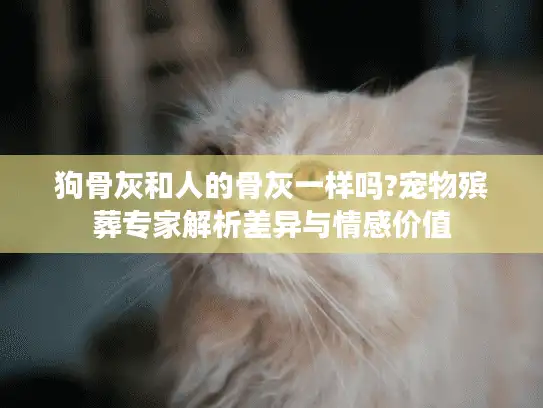 狗骨灰和人的骨灰一样吗?宠物殡葬专家解析差异与情感价值