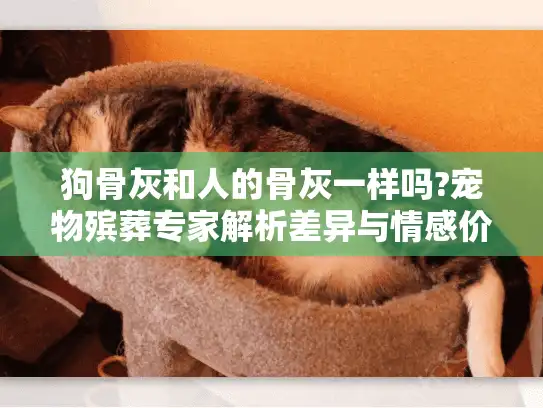 狗骨灰和人的骨灰一样吗?宠物殡葬专家解析差异与情感价值