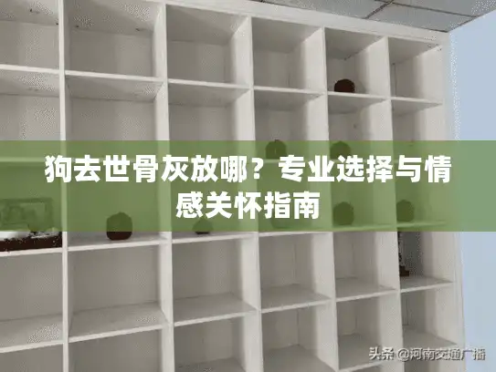 狗去世骨灰放哪？专业选择与情感关怀指南