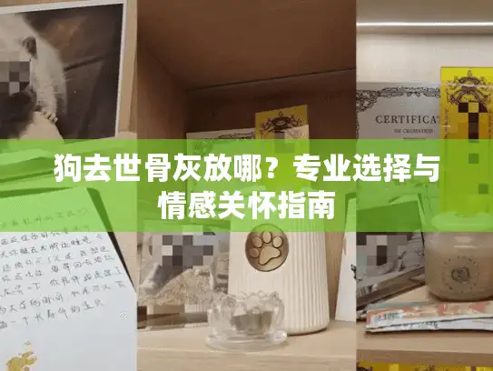 狗去世骨灰放哪？专业选择与情感关怀指南