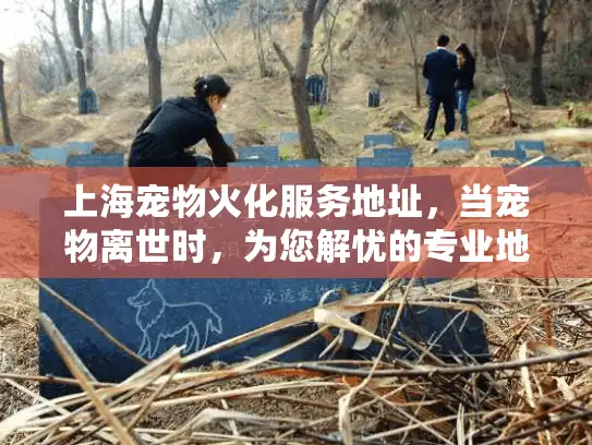 上海宠物火化服务地址，当宠物离世时，为您解忧的专业地点指南