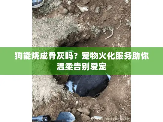 狗能烧成骨灰吗？宠物火化服务助你温柔告别爱宠