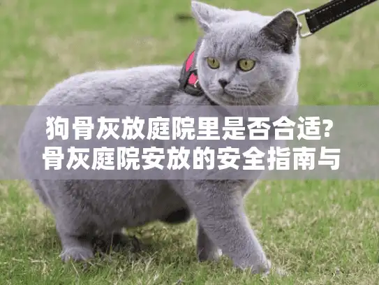 狗骨灰放庭院里是否合适?骨灰庭院安放的安全指南与情感考量