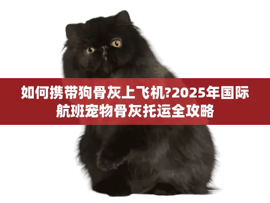 如何携带狗骨灰上飞机?2025年国际航班宠物骨灰托运全攻略