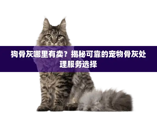 狗骨灰哪里有卖？揭秘可靠的宠物骨灰处理服务选择