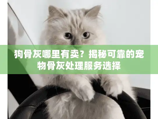 狗骨灰哪里有卖？揭秘可靠的宠物骨灰处理服务选择