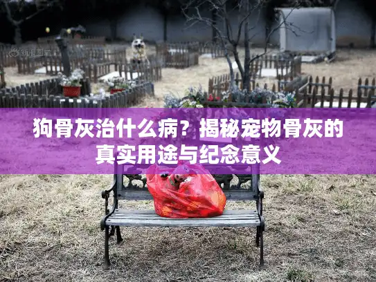 狗骨灰治什么病？揭秘宠物骨灰的真实用途与纪念意义