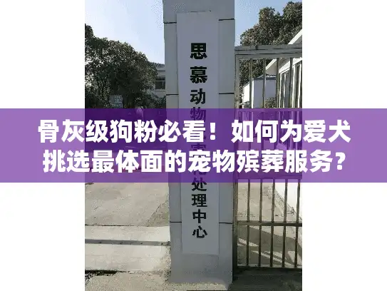 骨灰级狗粉必看！如何为爱犬挑选最体面的宠物殡葬服务？