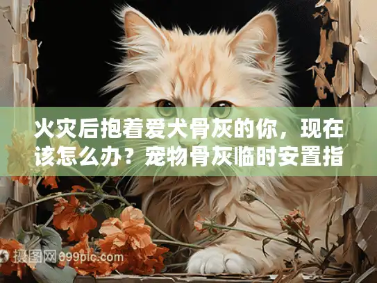 火灾后抱着爱犬骨灰的你，现在该怎么办？宠物骨灰临时安置指南