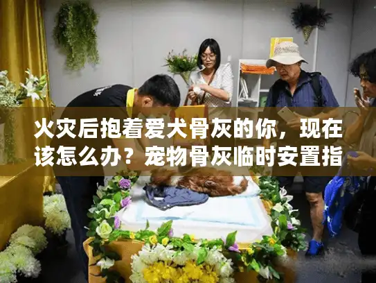 火灾后抱着爱犬骨灰的你，现在该怎么办？宠物骨灰临时安置指南