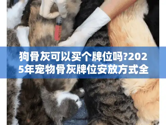 狗骨灰可以买个牌位吗?2025年宠物骨灰牌位安放方式全解析