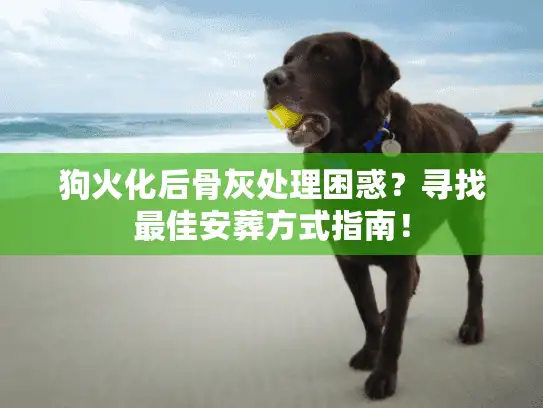 狗火化后骨灰处理困惑？寻找最佳安葬方式指南！