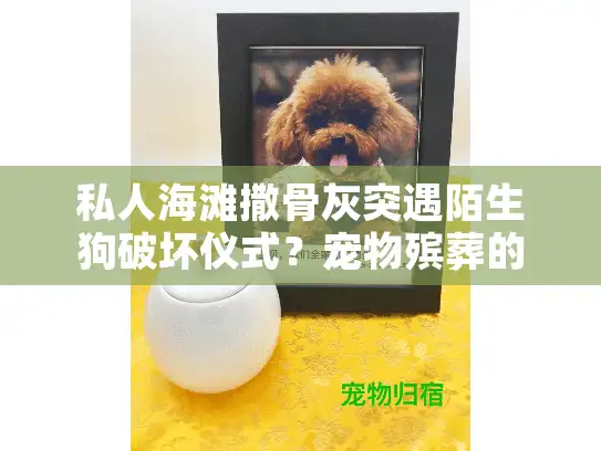 私人海滩撒骨灰突遇陌生狗破坏仪式？宠物殡葬的5个专业替代方案