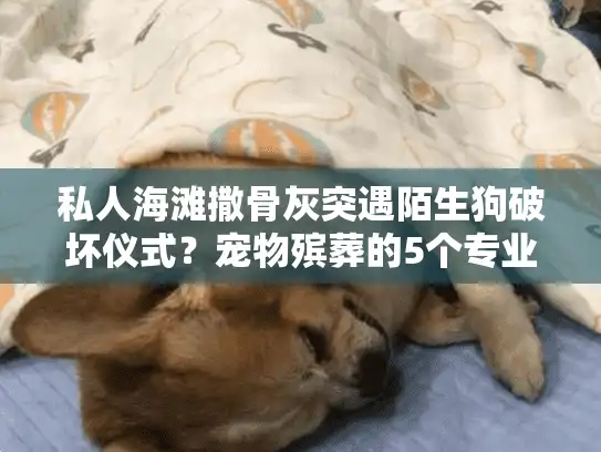 私人海滩撒骨灰突遇陌生狗破坏仪式？宠物殡葬的5个专业替代方案