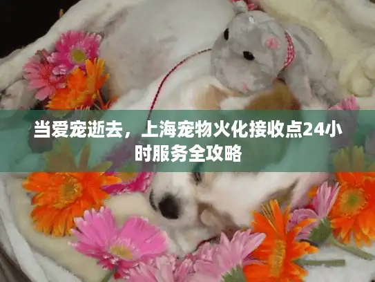 当爱宠逝去，上海宠物火化接收点24小时服务全攻略