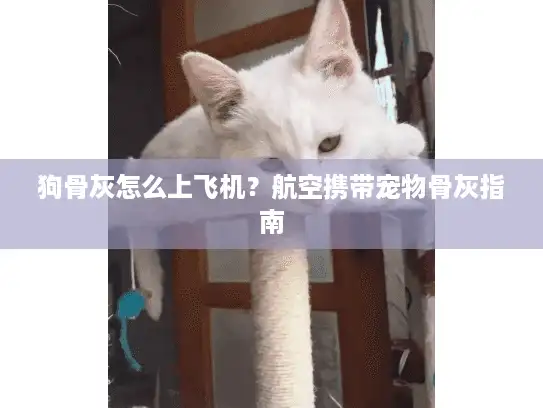 狗骨灰怎么上飞机？航空携带宠物骨灰指南