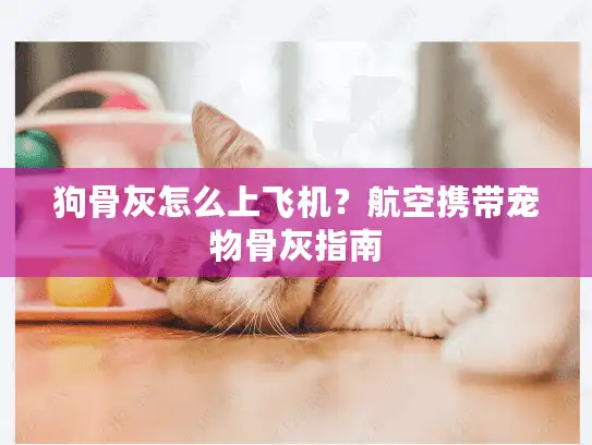 狗骨灰怎么上飞机？航空携带宠物骨灰指南