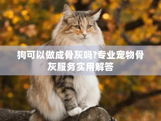 狗可以做成骨灰吗?专业宠物骨灰服务实用解答