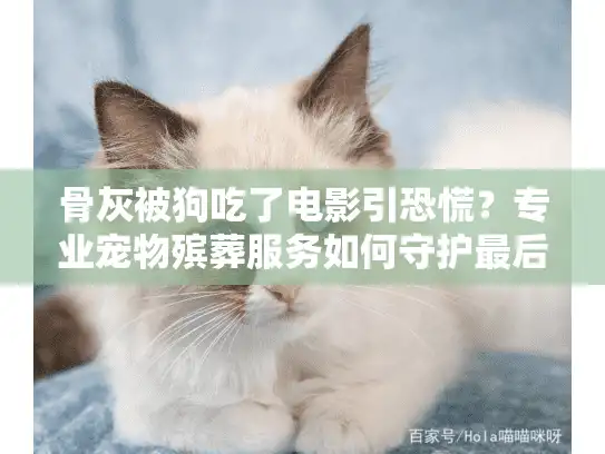 骨灰被狗吃了电影引恐慌？专业宠物殡葬服务如何守护最后的告别