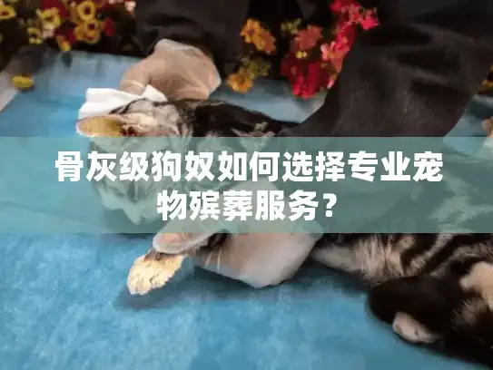骨灰级狗奴如何选择专业宠物殡葬服务？