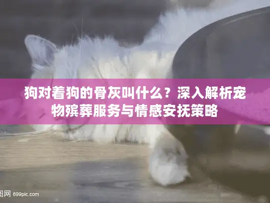 狗对着狗的骨灰叫什么？深入解析宠物殡葬服务与情感安抚策略