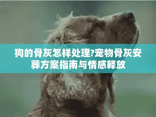 狗的骨灰怎样处理?宠物骨灰安葬方案指南与情感释放