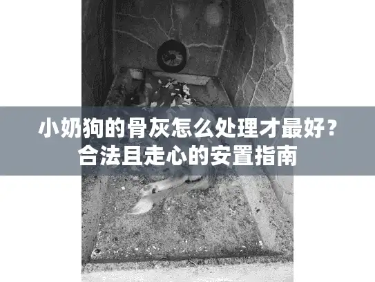 小奶狗的骨灰怎么处理才最好？合法且走心的安置指南