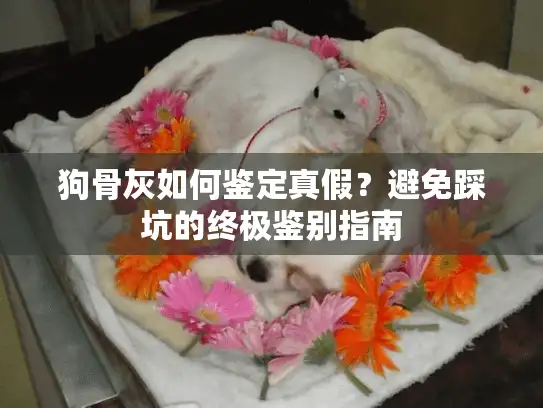狗骨灰如何鉴定真假？避免踩坑的终极鉴别指南